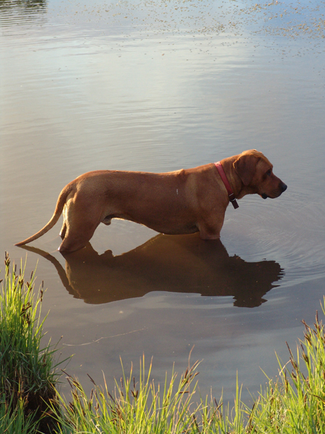 Wild Thangs Kuma in Water