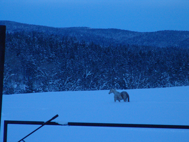 LA Horse in Snow