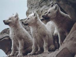Wild thang 3 babies