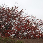 GRIEF - Coral tree