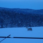 LA Horse in Snow