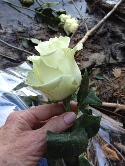 Thoreau Last rose
