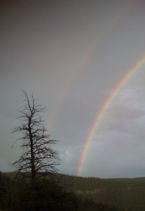 Rainbow tree