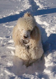 The amazing Lucas. Who always posed patiently for photos for me.