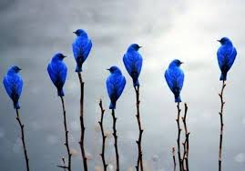 Bluebirds XXX